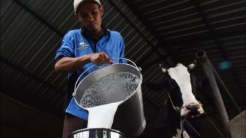 436 西爪哇的牲畜 铜管感染口蹄疫，产奶最多的奶牛