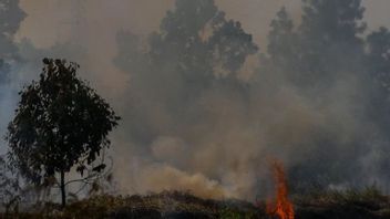 South Sumatra Governor Asks Local Government To Establish Fire And Forest Alert Post