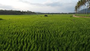 Telah Biaya Rp42,2 Miliar, Rehabilitasi di Pengga Lombok Tengah Rampung 31 Desember 2025