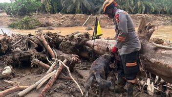 تم نشر الكلب K-9 Sabhara Baharkam للعثور على ضحايا الكوارث في جنوب تابانولي