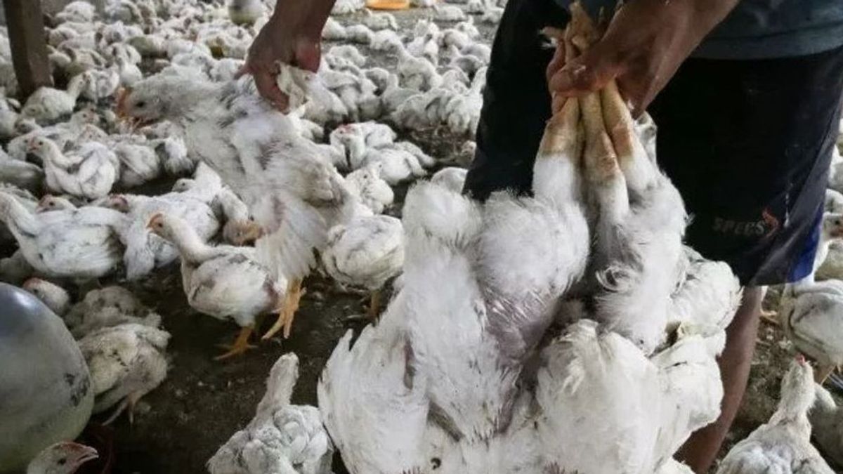 HSU南カリマンタンの7羽の家禽が鳥インフルエンザに感染していると報告