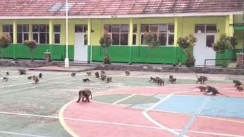 Kawanan Monyet Kerap Menyerbu SMAN 1 Ciampea Bogor, Wakepsek: Tidak Mengganggu Siswa Belajar