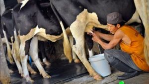 Butuh Impor 2 Juta Ekor Sapi untuk Penuhi Program Susu Gratis Prabowo-Gibran