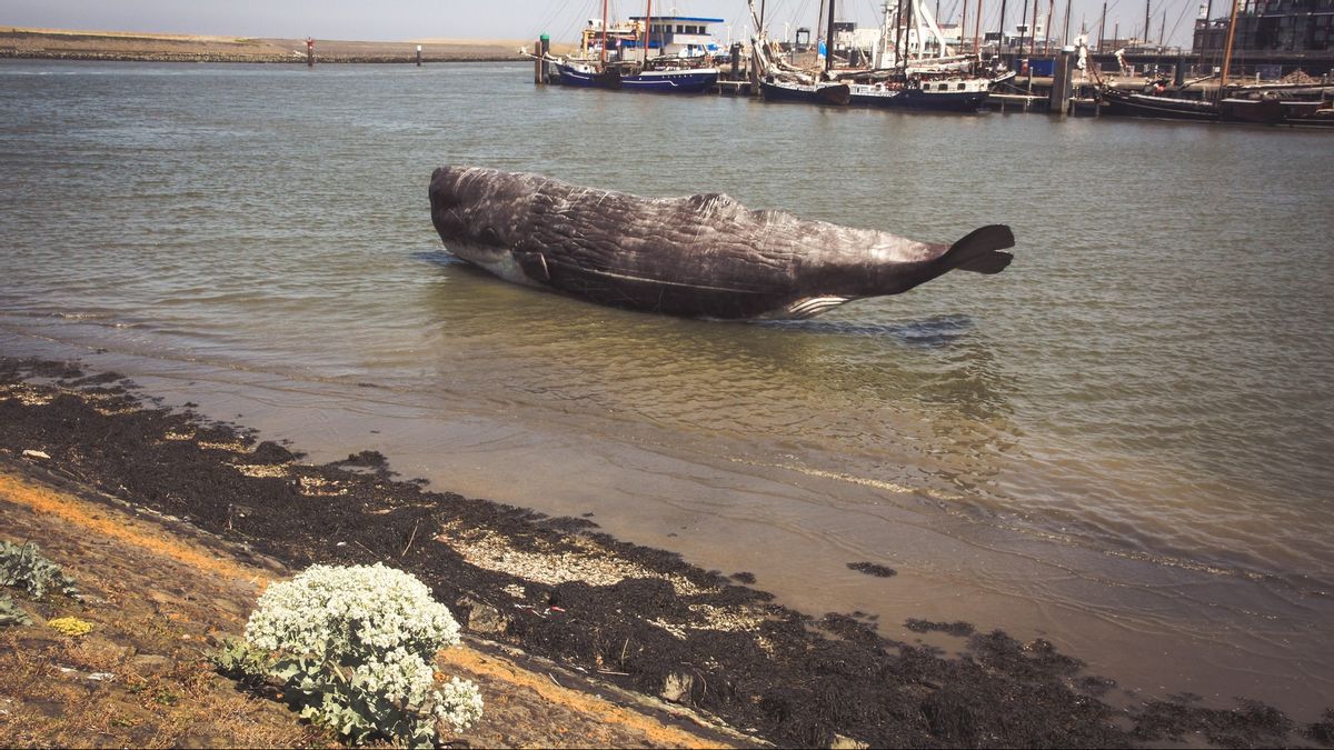Les Plages Australiennes Sont De Plus En Plus Vulnérables Aux Baleines