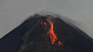 Berita Yogyakarta: Gunung Merapi Luncurkan Dua Kali Guguran Lava Pijar Sejauh 1.800 Meter