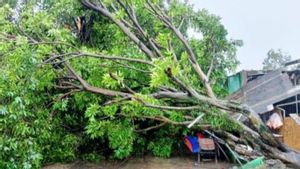 BPBD Kabupaten Bogor Catat 8 Bencana Akibat Angin Kencang, Tidak Ada Korban Jiwa