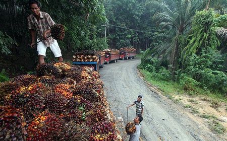 Industri Sawit Masih Berpotensi Besar Serap Tenaga Kerja