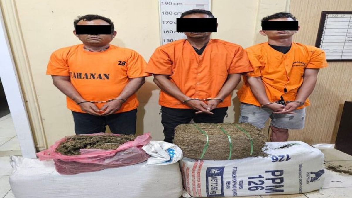 Langkat North Sumatra Police Arrest 3 Perpetrators Of Marijuana Dealers