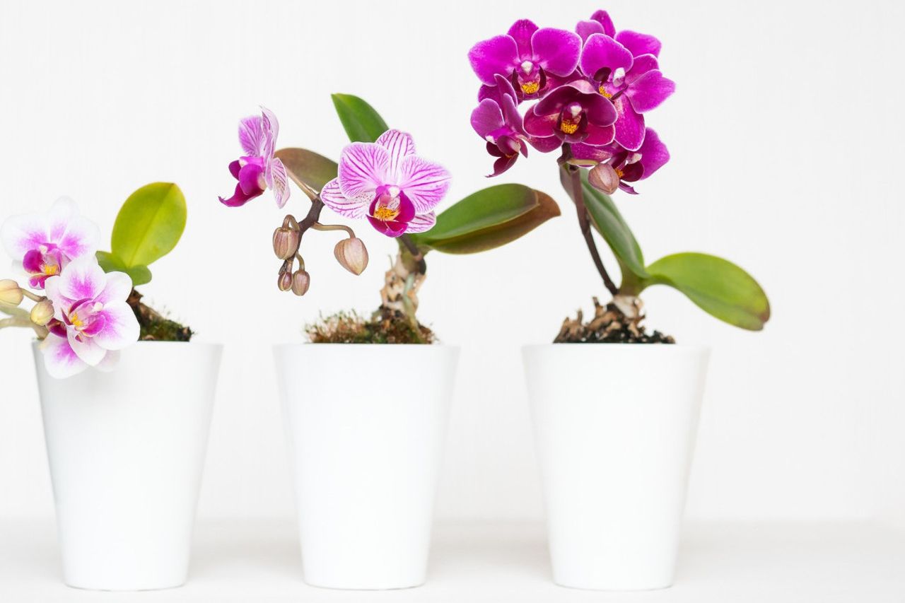 蘭の植物を肥やす6つのキッチンからの天然成分