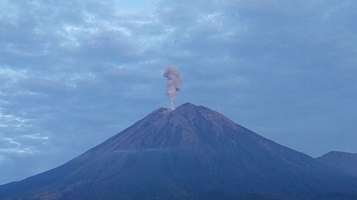 Gunung Semeru, éruption avec une éruption de colonne d’Abu Setupgi 1 km