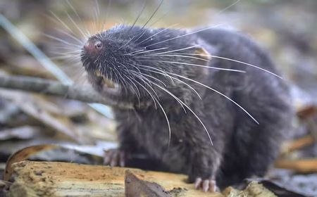 Tim Ekspedisi Temukan 27 Spesies Baru di Alto Mayo Peru: Ada Tikus Amfibi hingga Beragam Jenis Kupu-kupu