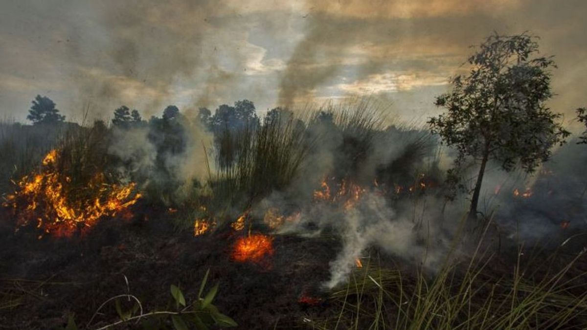 Perusahaan Sawit Didenda Rp920 Miliar Akibat Kebakaran Lahan di Kalbar