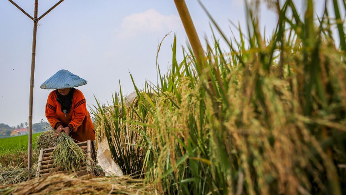 Ekonom: Penyaluran KUR Pertanian Belum Bisa Dinikmati Semua Petani Kecil