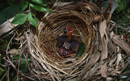 Perubahan Iklim Sebabkan Musim Semi Lebih Awal: Mengubah Kebiasaan Hewan Liar, Termasuk Musim Bertelur Burung