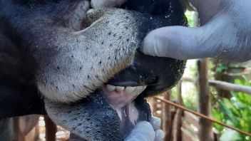 Controversy over the Recommendation for Livestock Circulation, NTT Ombudsman: The Legal Basis is Regional Regulation 37