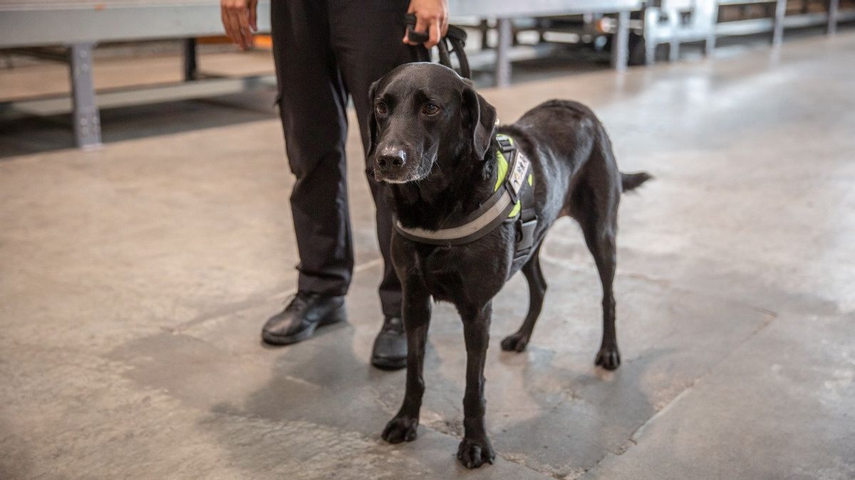 Des Dizaines De Chiens De Sauvetage Abattus En Raison Des Restrictions Liées à La COVID-19, Enquête Sur Les Diplômes Des Autorités Australiennes