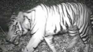 Tigers Prey Residents In Bengkulu, BKSDA Installs 3 Monitoring Cameras