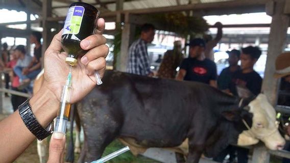 Wabah PMK di Aceh, 49 Sapi di Aceh Besar Terindikasi Terinfeksi