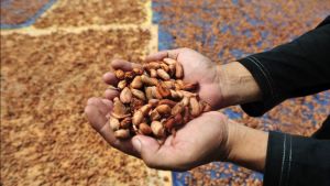 Kemenperin Jalankan Program Ini demi Tingkatkan Produktivitas Kakao