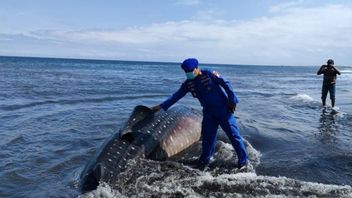 Hiu Tutul Terdampar di Pantai Nyamplong Jember, Bobot Mencapai 1,5 Ton