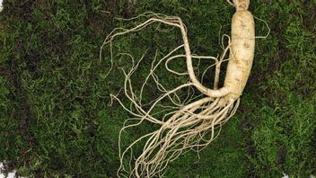 rénage : Les avantages du ginseng pour la santé, vous pouvez aider à gérer le stress!