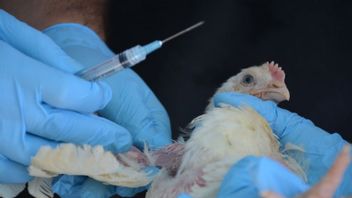 Jepang Deteksi Wabah Baru Flu Burung, Bakal Musnahkan 3.000 Bebek