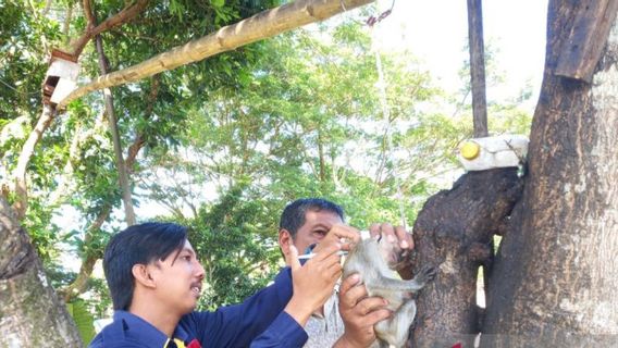 Kabupaten Mukomuko dapat Tambahan 1.500 Dosis Vaksin Rabies untuk Anjing, Kucing dan Monyet