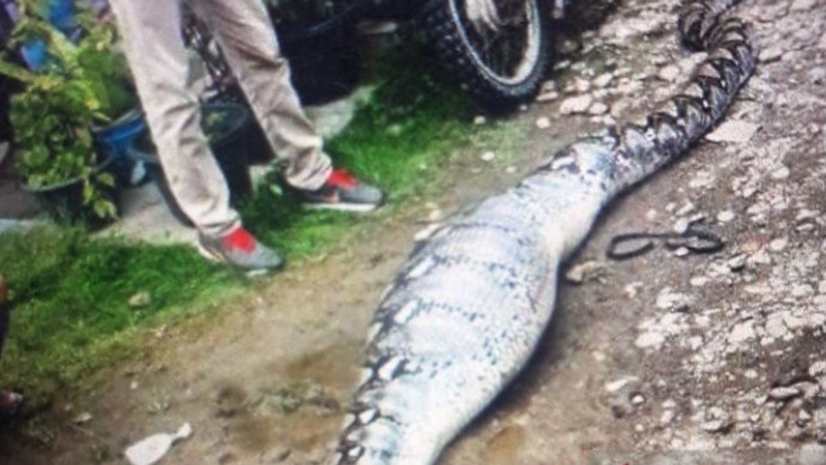 西帕萨曼的居民捕获一条 6 米长的蛇， 猎物山羊