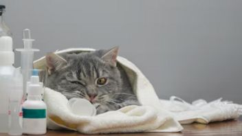 Asma pada Kucing, Penyebabnya Alergi yang Perlu Segera Diobati
