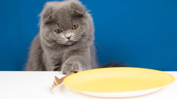 Kenapa Kucing Selalu Lapar Meski Sudah Dikasih Makan? Ini Ketahui 6 Penyebabnya