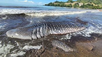 搁浅在图隆贡海滩上的 2 吨鲸鲨终于死了