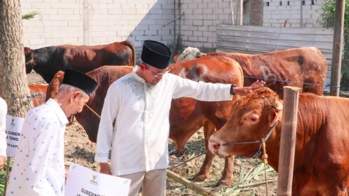 Central Java Baznas Processes 116 Sacrificial Cows Become Kornet To Facilitate Distribution