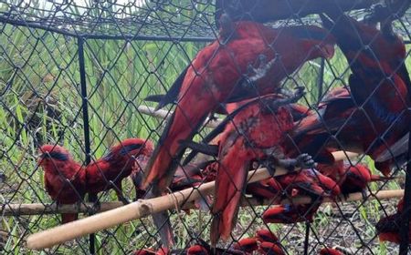 88 Burung Nuri Tanimbar Kembali Bisa Terbang Bebas di Hutan Desa Amdasa