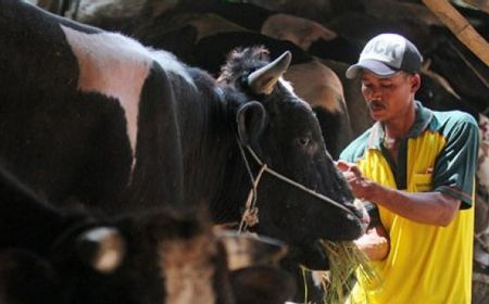 Pengamat Pertanian: Pakan Ternak dari Kulit Singkong Perlu Dikembangkan