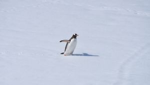 Penguin Menawarkan Beragam Petunjuk Tentang Perubahan Iklim di Antartika