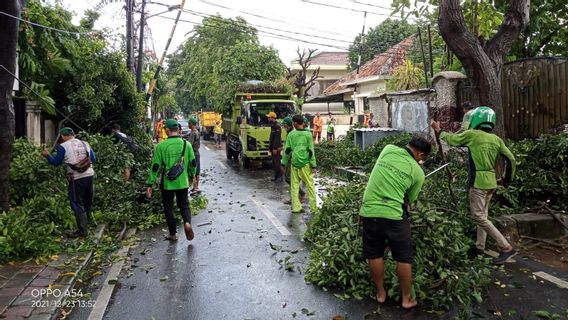 大雨和强风导致雅加达中部地区9棵树倒下