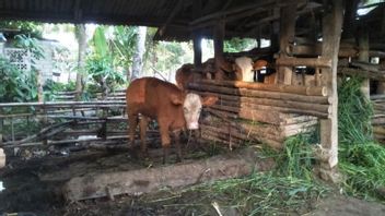 中央ロンボク島民主党、FMDの影響を受けた牛を補償する政府の計画を支援