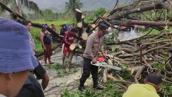 Marak Pohon Tumbang di Gorontalo Utara, Polisi Ingatkan Pelintas Sulawesi Tak Parkir Sembarangan