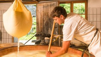 越来越受欢迎,这是制作奶酪从牛奶到美味菜的过程