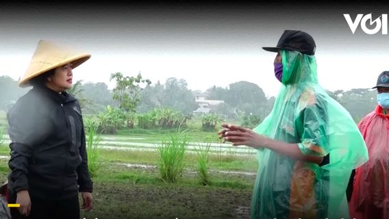 VIDEO: Even Though It Is Raining, Puan Maharani Wears A Hat And Helps To Plant Rice In Yogyakarta