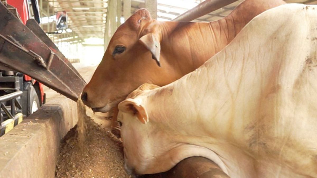 57 Cows In Cianjur Infected With FMD, Livestock Service Tightens Quarantine And Vaccination