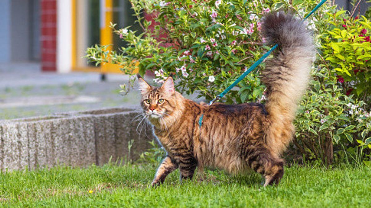 Cara Memahami Bahasa Tubuh Kucing, Kenali 9 Arti Gerakan Ekornya