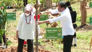 Presiden Jokowi & 34 Gubernur Tanam Pohon di Kawasan Titik Nol IKN