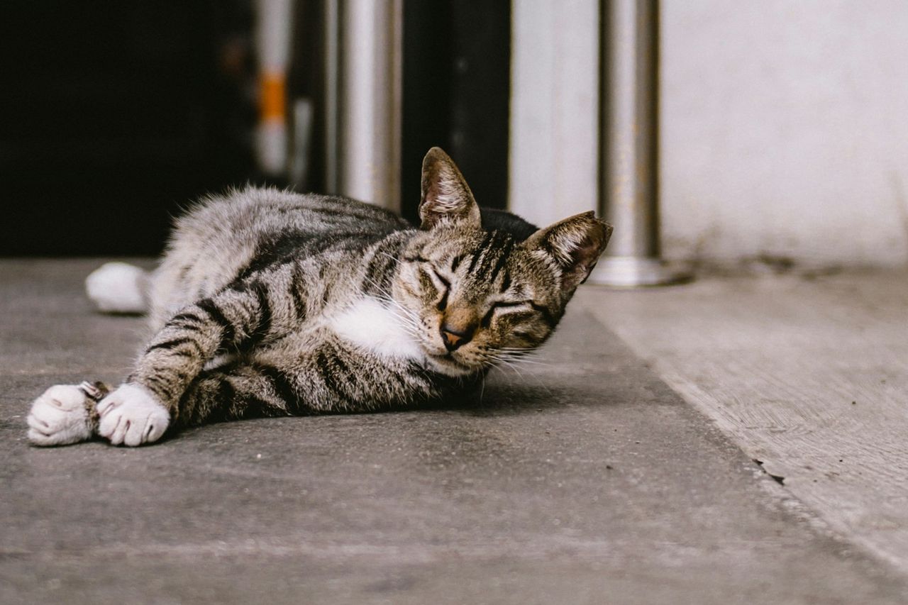 Cat Case In Universiti Malaya Malaysia Allegedly Mutilated, Wild Dog Catch Operation Is Carried Out