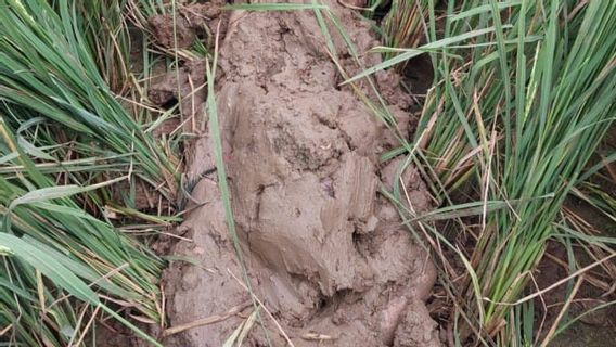 Geger Penemuan Mayat laki-laki di Depan Bank Jateng Cilacap, Setengah Badan Terkubur Lumpur Sawah