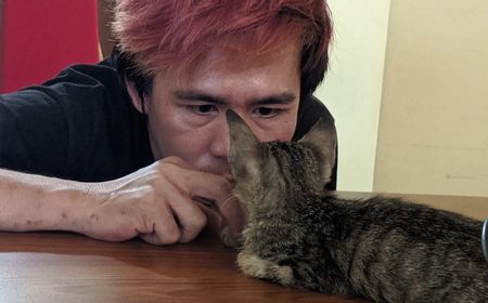 Kasus Penularan COVID-19 Manusia ke Kucing Ditemukan