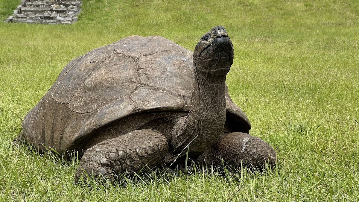 World's Oldest Land Animal Tortoise Jonathan's 191st Birthday, Unfortunately Losing Sense And Cataract