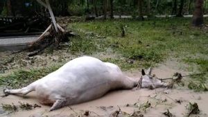 Sedih, 178 Hewan Ternak Mati Usai Banjir Bandang di Banggai