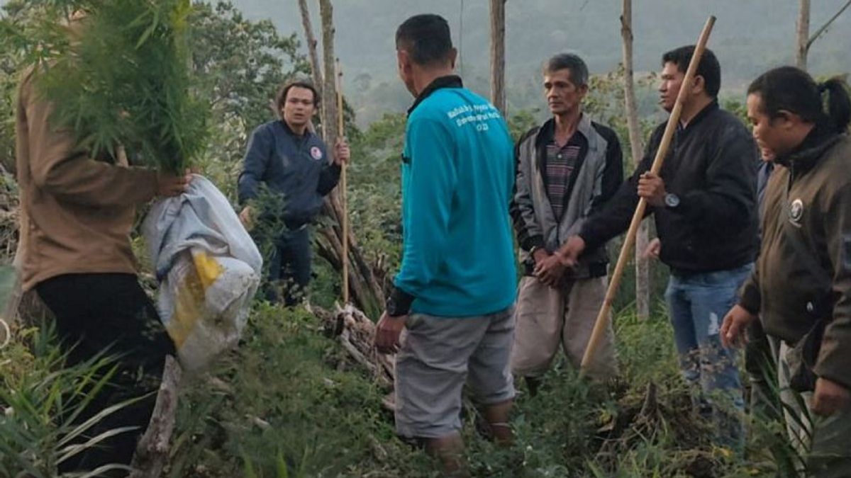 TNI-Polri Team Finds Cannabis Field In Rejang Lebong
