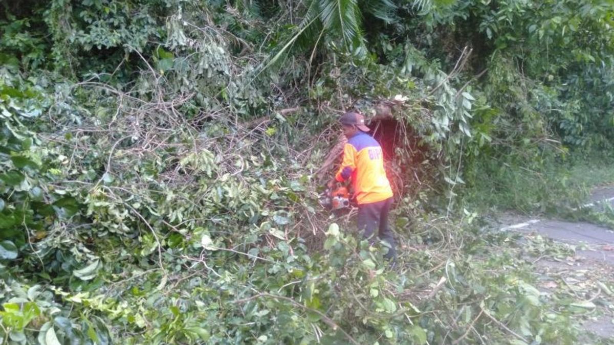 Strong Winds Hit Weh Island Aceh, Fallen Trees Close A Number Of Main Roads